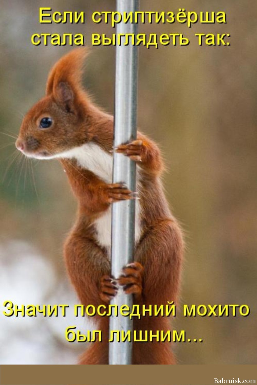 Фото Животных Для Поднятия Настроения